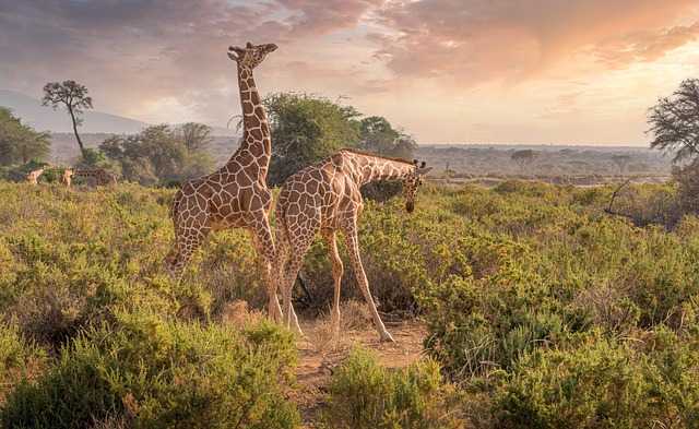 Kenya002.jpg