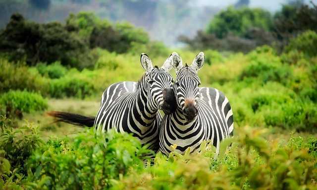 Kenya007.jpg